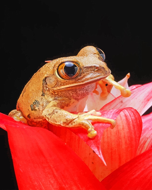 

Brown Frog on Red Petal Flower – Paint By Numbers - 40*50CM, 501 Original