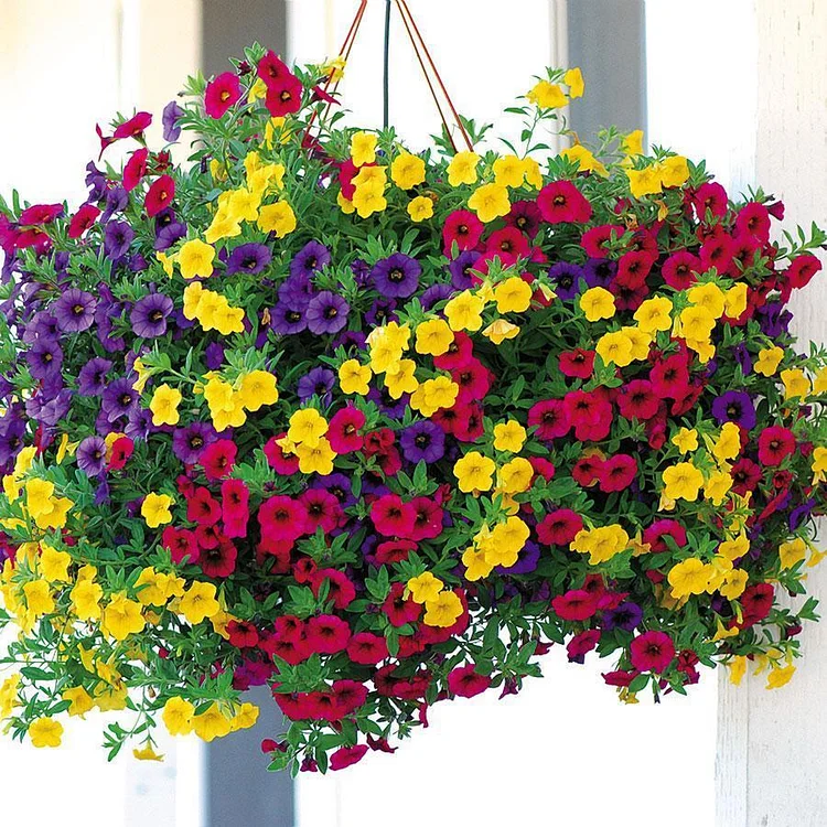 Calibrachoa Paradise Island