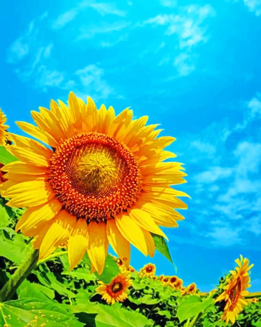 

Beautiful Sunflower – Paint By Numbers - 40*50CM, 501 Original