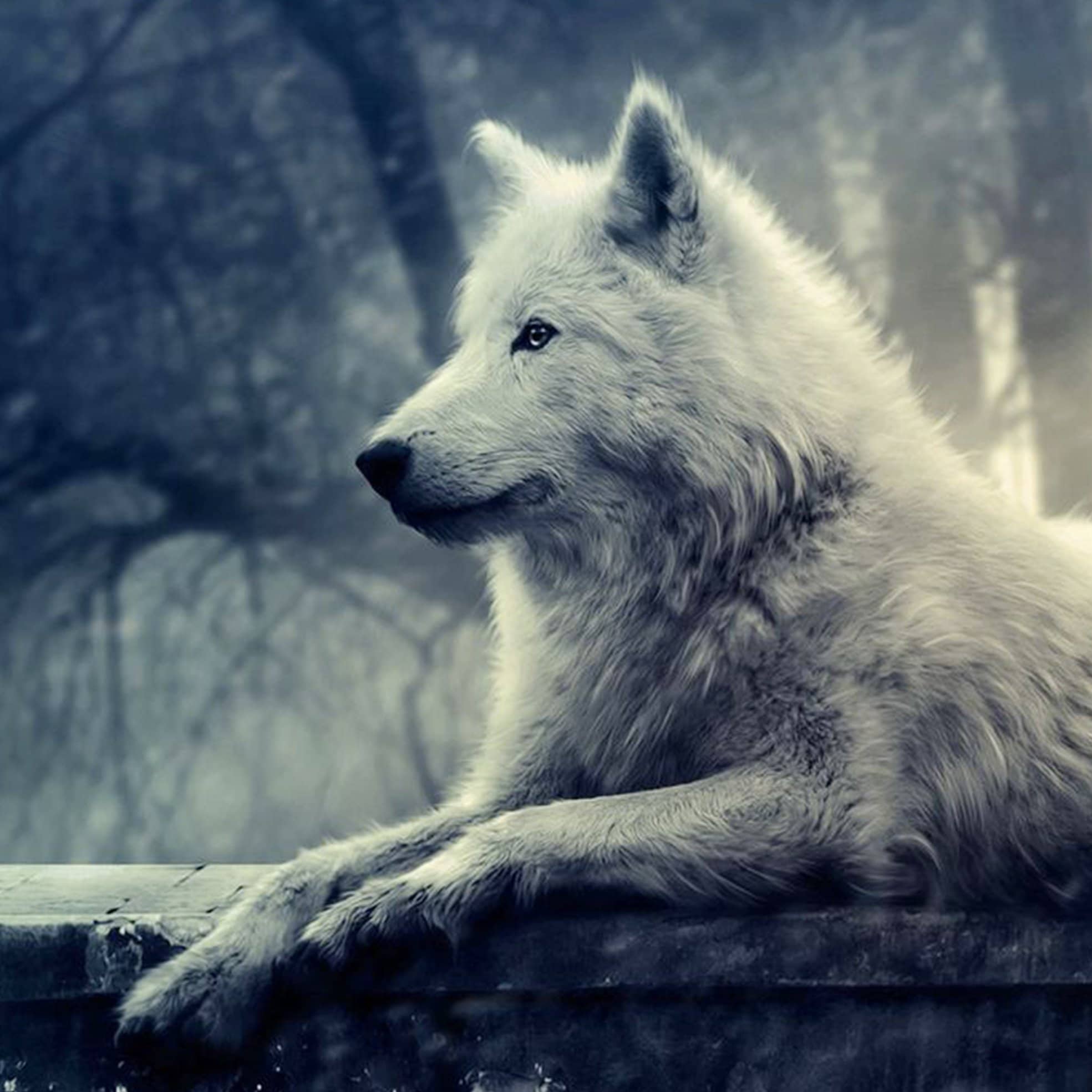 

Tundra Wolf – Paint By Numbers - 40*50CM, 501 Original