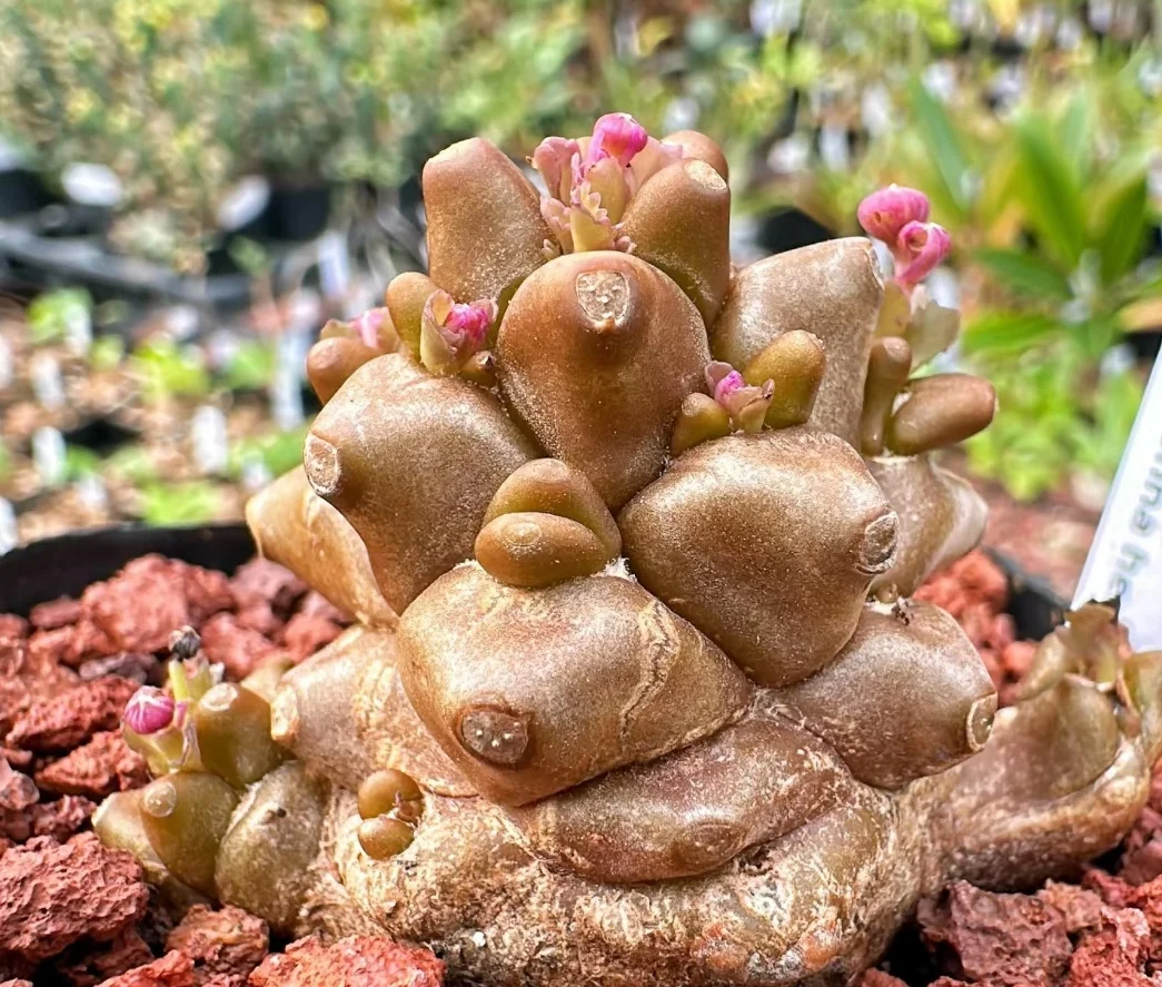 plant Aeonium Echeveria Haworthia  Caudex  Lithops Cactus  Agave 