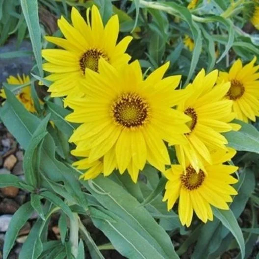 Strawflower Seeds - Golden Yellow - Packet, Eden Brothers