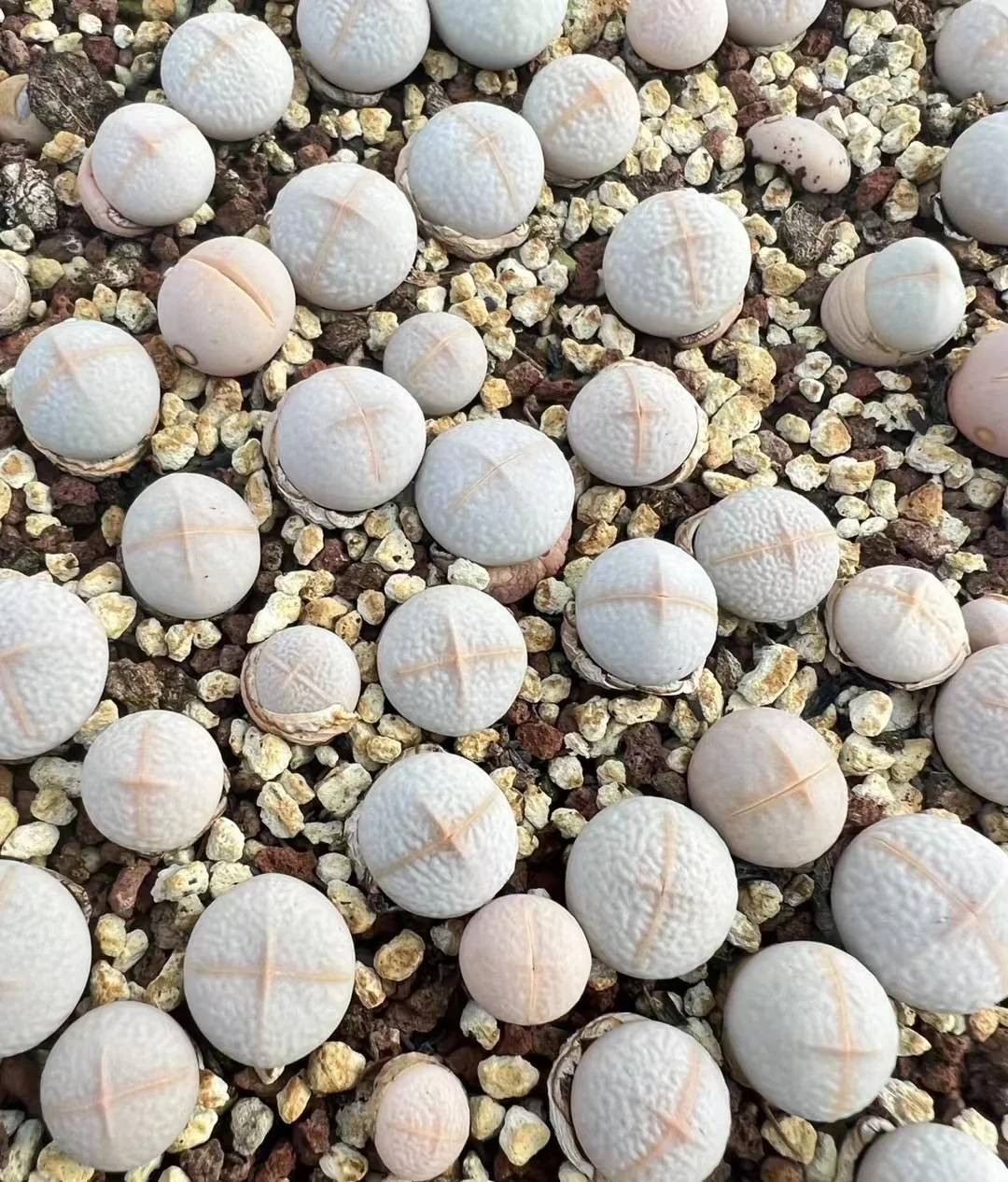 plant Aeonium Echeveria Haworthia  Caudex  Lithops Cactus  Agave 