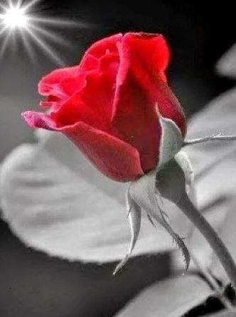 

Wonderful Morning Red Rose – Paint By Numbers - 40*50CM, 501 Original