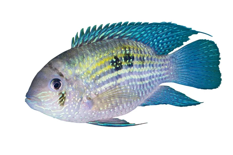 Neon Blue Acara American Cichlid