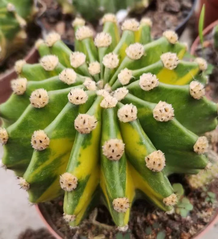 plant Aeonium Echeveria Haworthia  Caudex  Lithops Cactus  Agave 