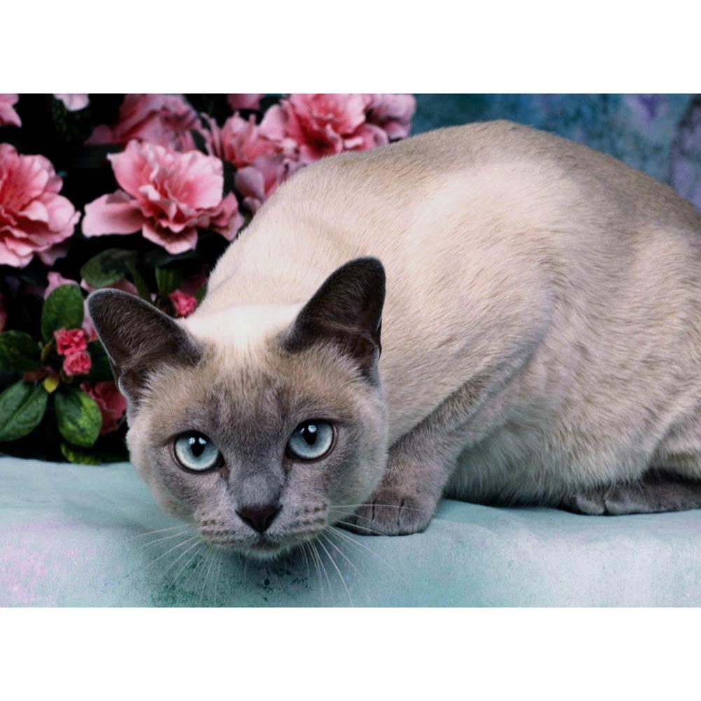 

Cat - Round Drill Diamond Painting - 30*40CM, 501 Original