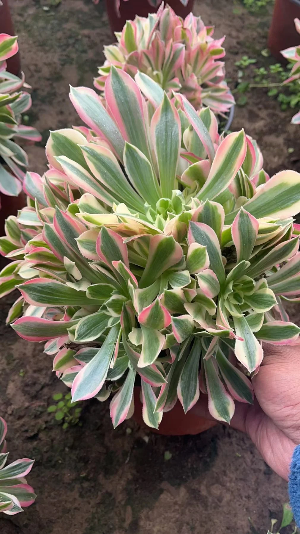 plant Aeonium Echeveria Haworthia  Caudex  Lithops Cactus  Agave 