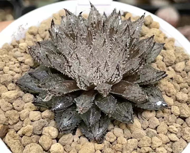 216.  Yanlan H.Cooperi 4-5cm/ Haworthia/ Succulent plants / Garden landscape / Carefully select healthy plants