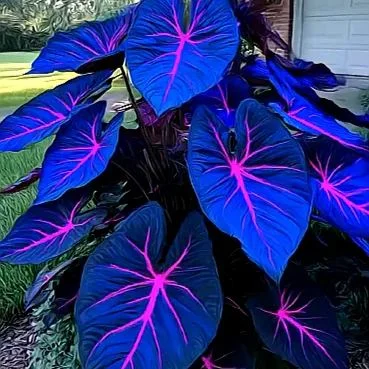 ⚡🌊Storm Sky Hosta🌌