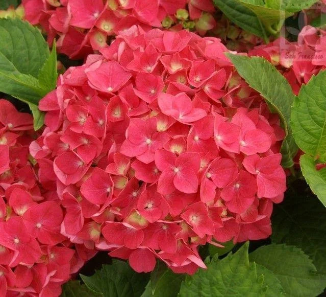 20 pcs/Pack Hydrangea Seed Bonsai Flower Seeds Hydrangea Perennial Garden Home