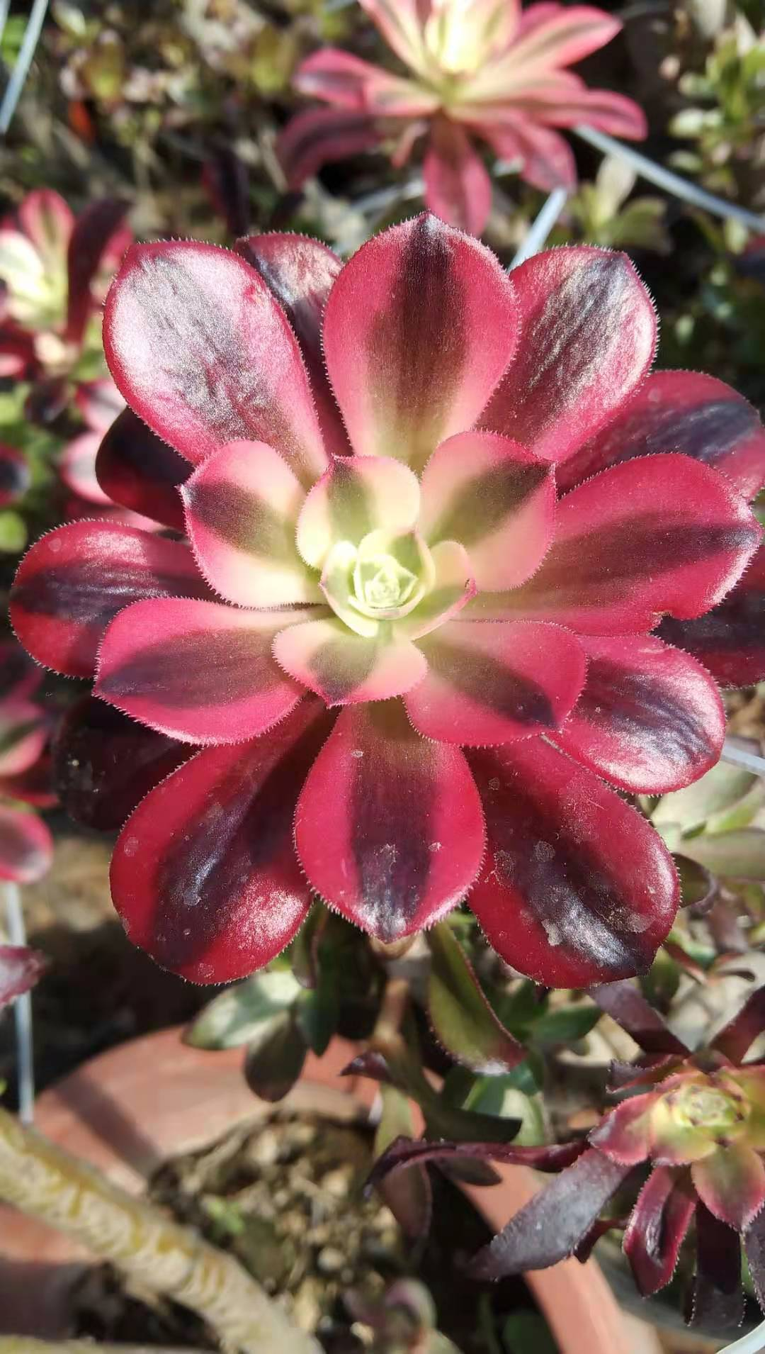 plant Aeonium Echeveria Haworthia  Caudex  Lithops Cactus  Agave 