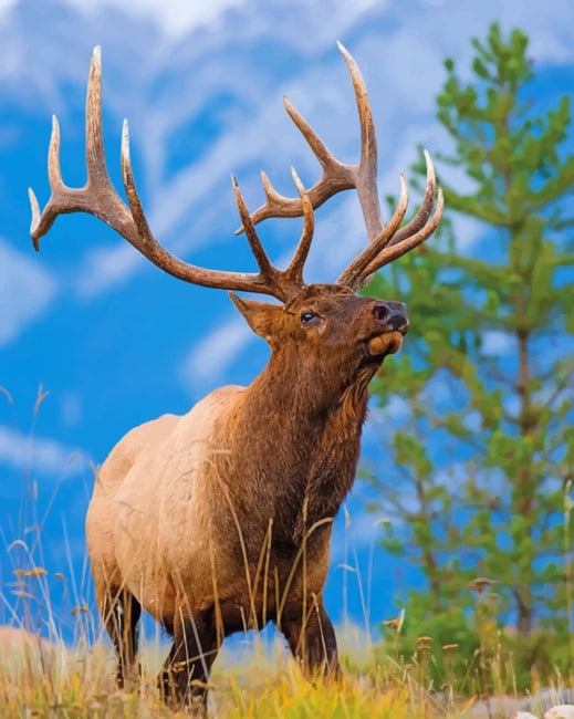 

Bull Elk – Paint By Numbers - 40*50CM, 501 Original
