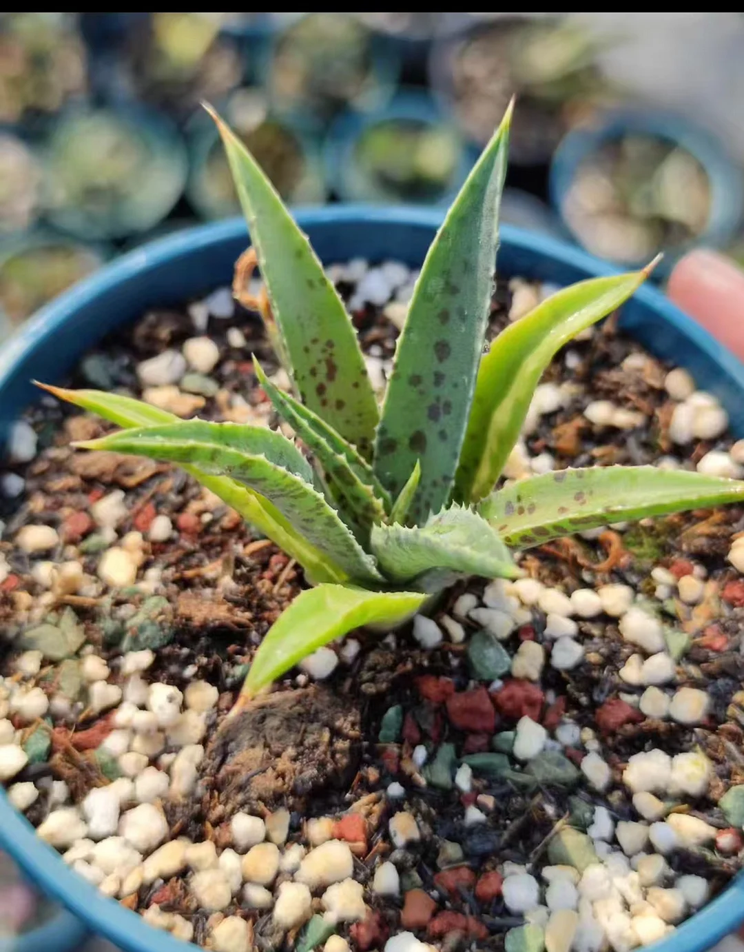 plant Aeonium Echeveria Haworthia  Caudex  Lithops Cactus  Agave 