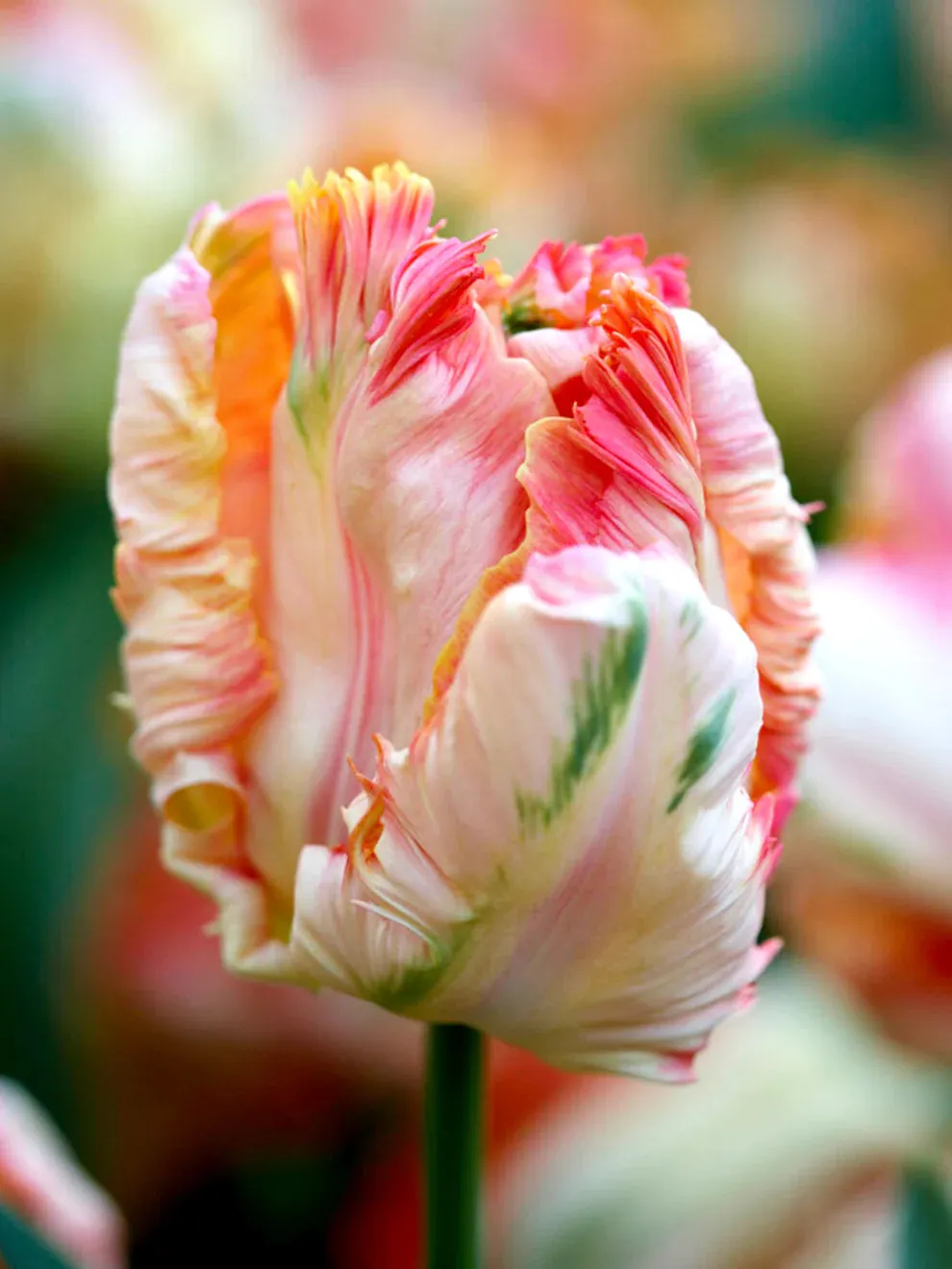 Cabanna Parrot Tulip Seeds