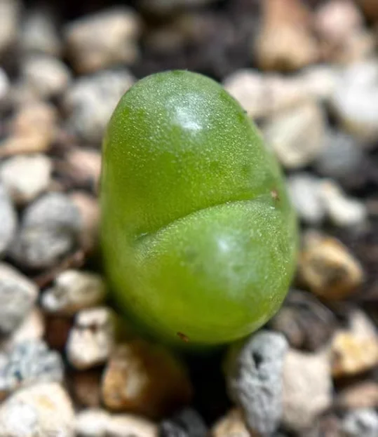 plant Aeonium Echeveria Haworthia  Caudex  Lithops Cactus  Agave 