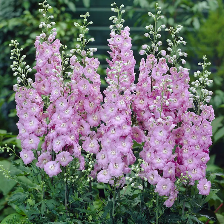 Delphinium Seeds-Mixed 7 Colors