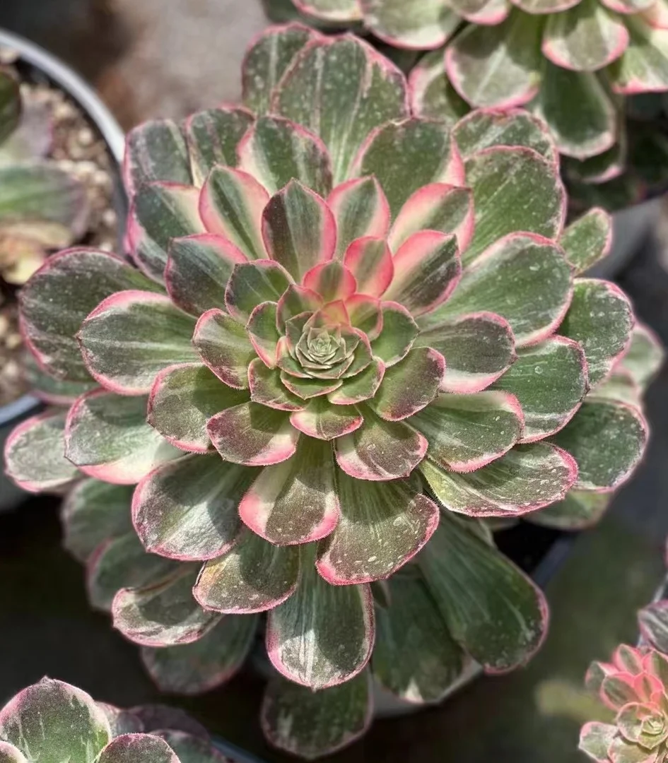 plant Aeonium Echeveria Haworthia  Caudex  Lithops Cactus  Agave 