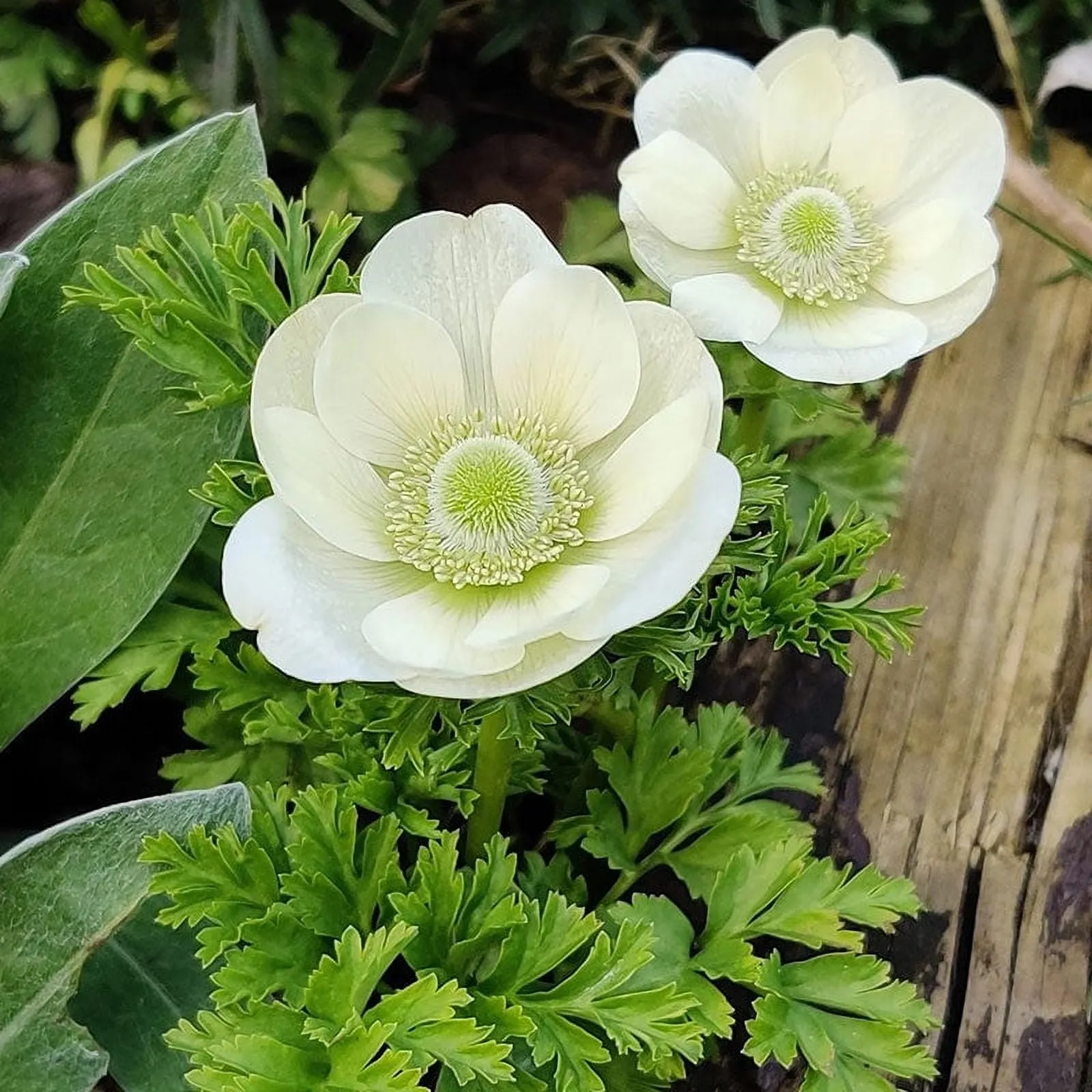 Anemone Bulbs - Albino - 40 Bulbs - White Flower Bulbs. Corm Attracts Bees. Easy to Grow & Maintain. Container Garden - Walmart.com