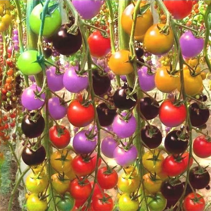 Colorful Cherry Tomatoes Seeds