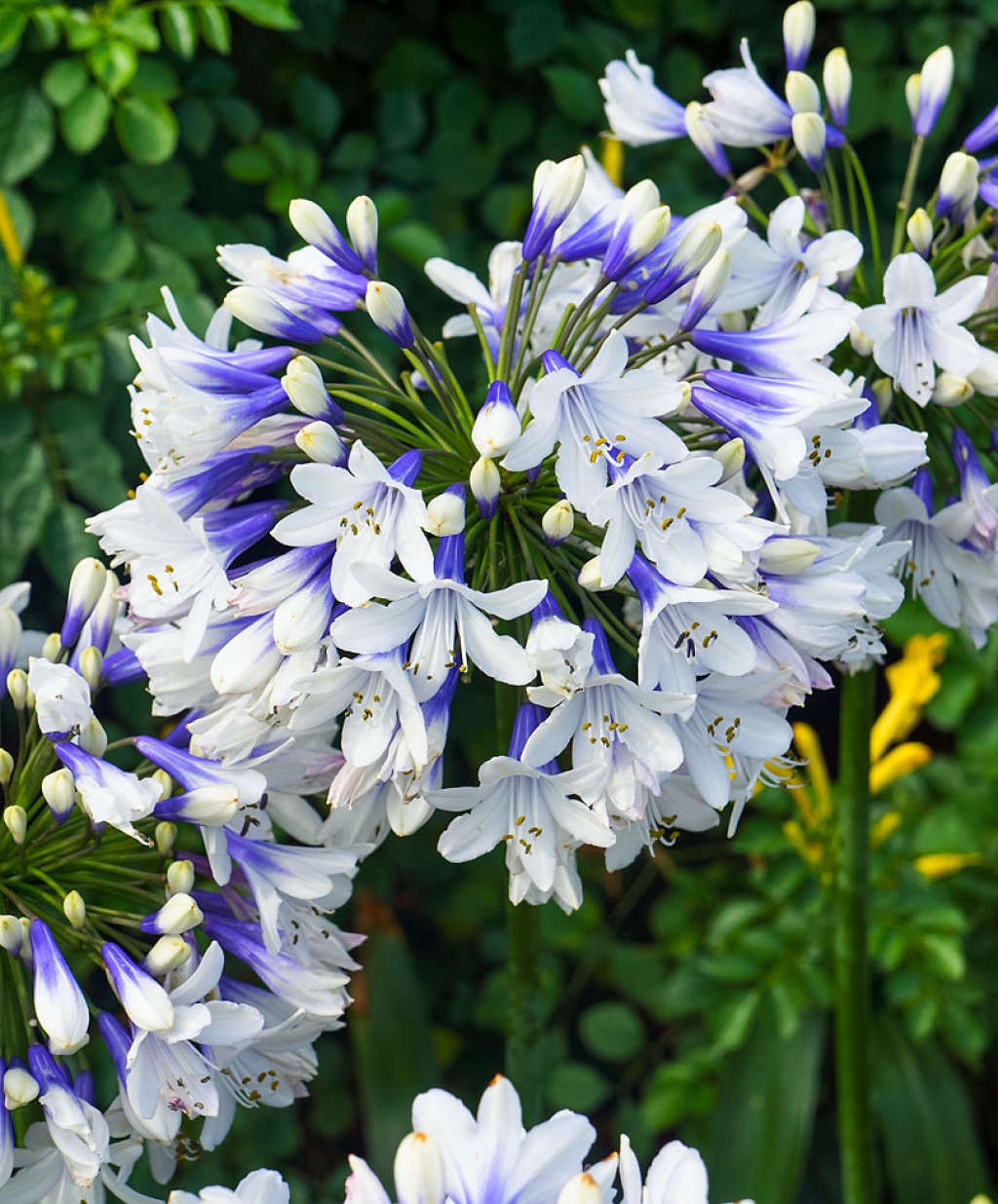 Agapanthus ‘Twister’ African Lily Jonyparkseed®