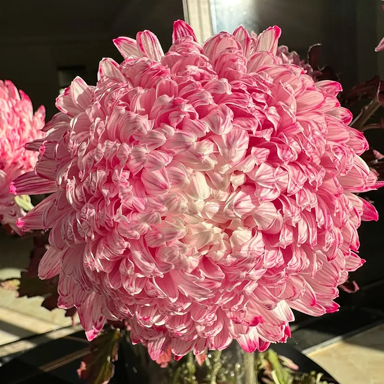Peony Chrysanthemu🌱Flower Seeds