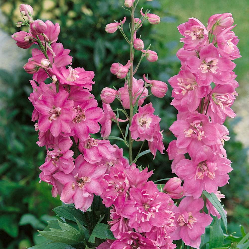 Delphinium Seeds-Mixed 7 Colors