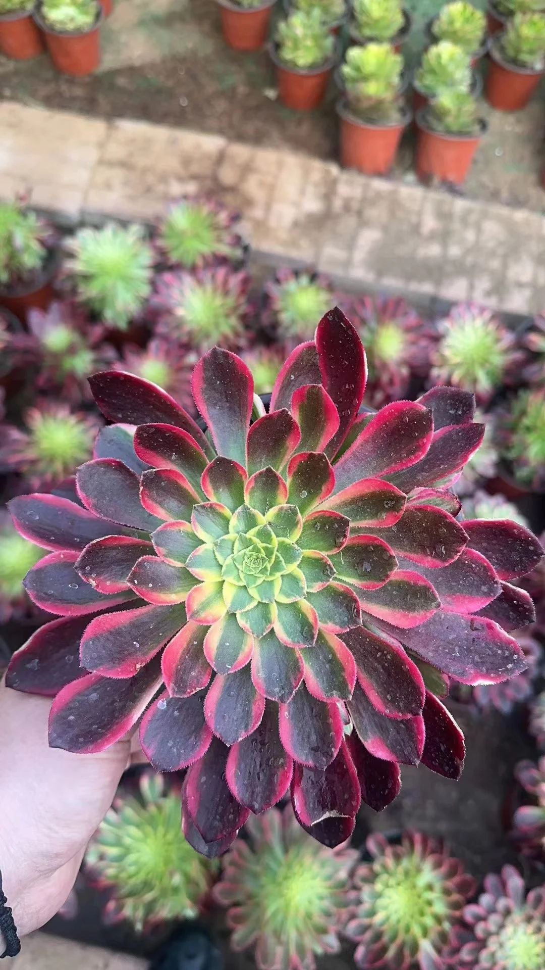 plant Aeonium Echeveria Haworthia  Caudex  Lithops Cactus  Agave 