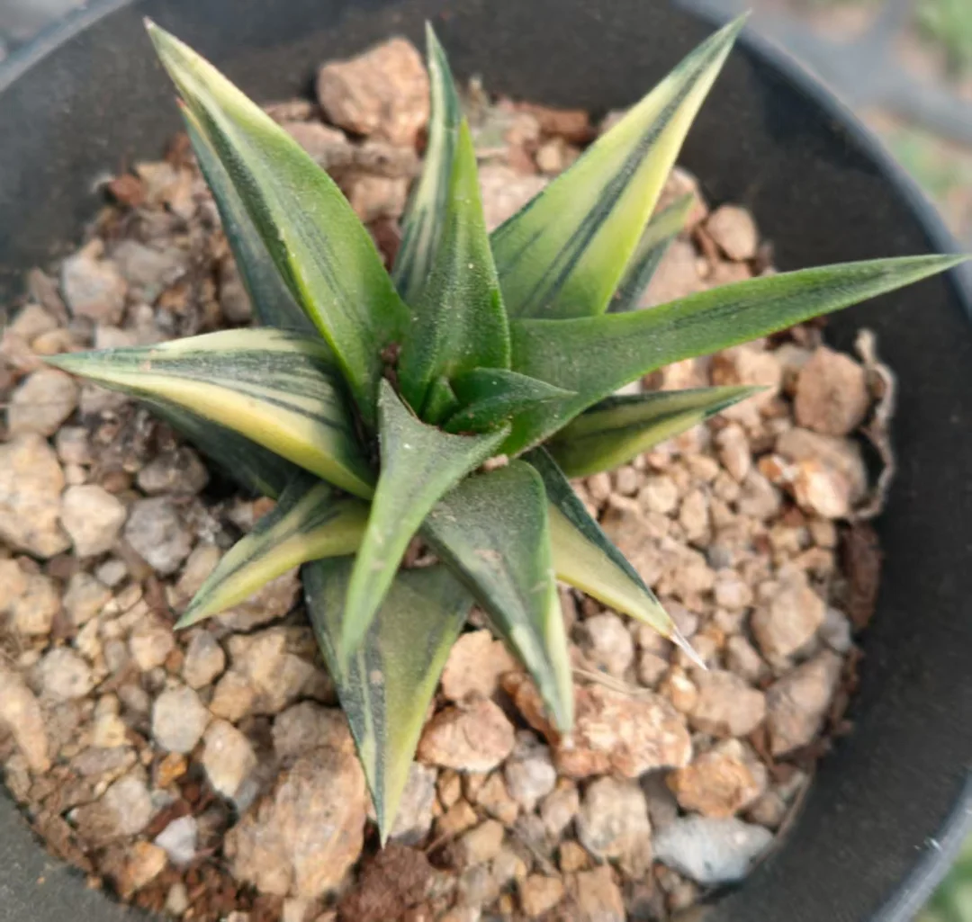 onestock.Haworthia Tortuosa F Alba Variegated  4cm/ Haworthia/ Succulent plants / Garden landscape / Carefully select healthy plants