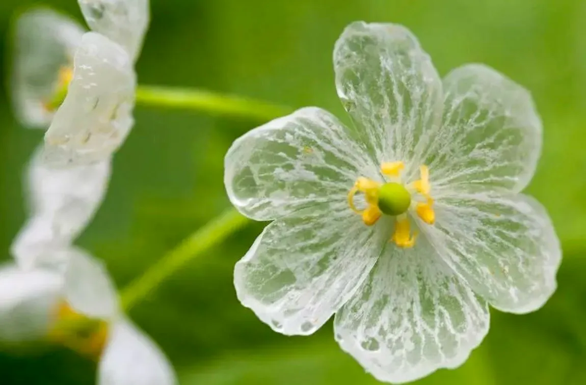 Crystal Flower Seeds