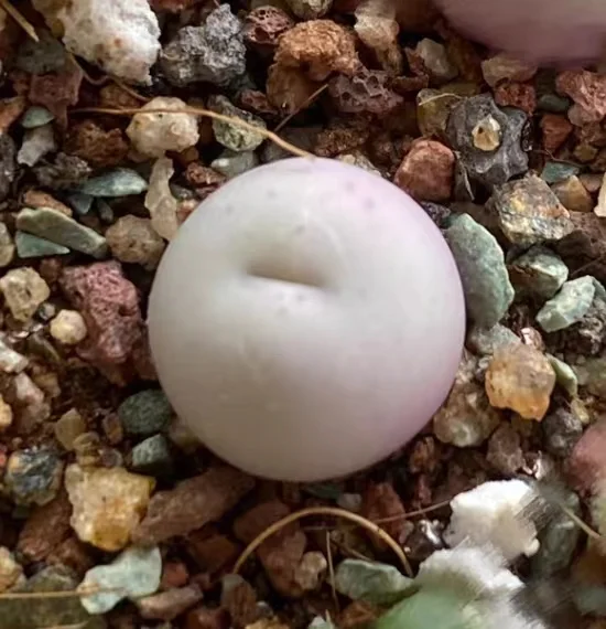 plant Aeonium Echeveria Haworthia  Caudex  Lithops Cactus  Agave 