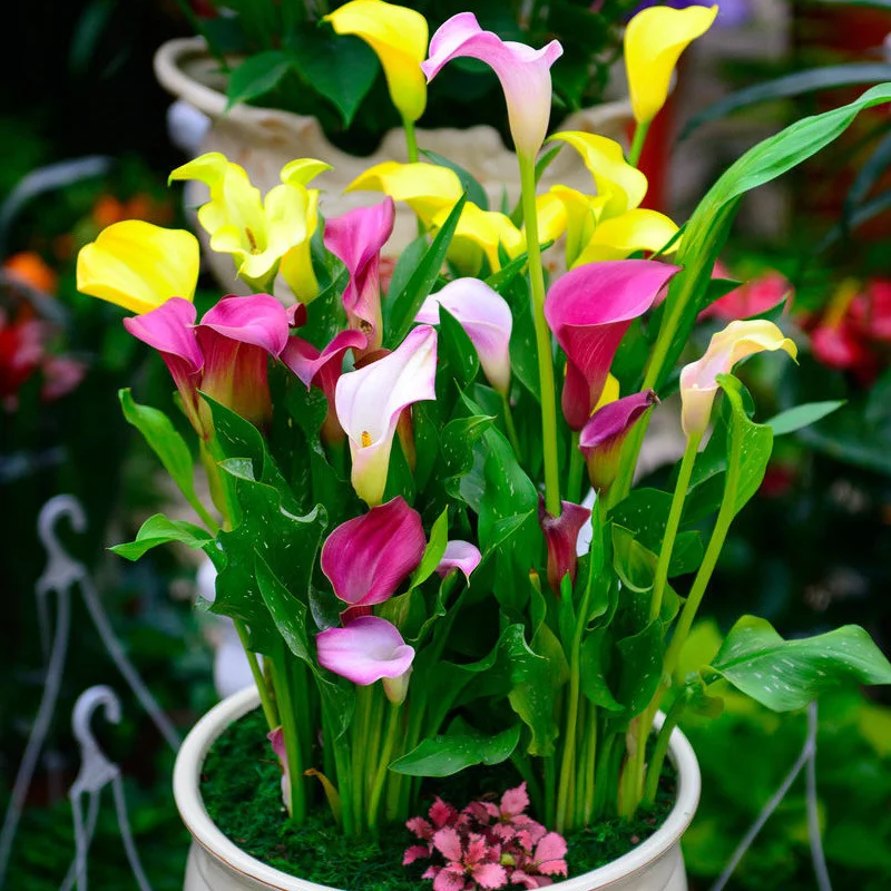 Rainbow Lily Seeds - Add a Burst of Color to Your Garden