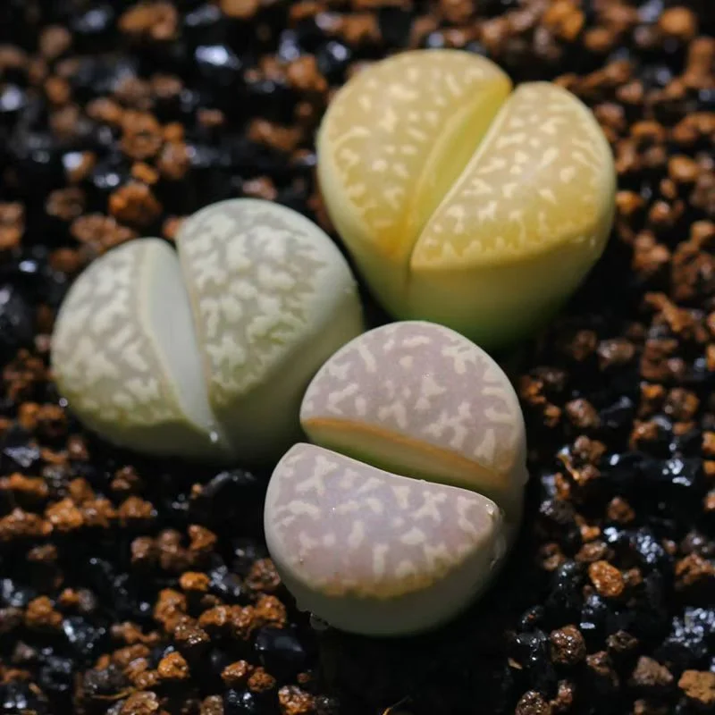 plant Aeonium Echeveria Haworthia  Caudex  Lithops Cactus  Agave 