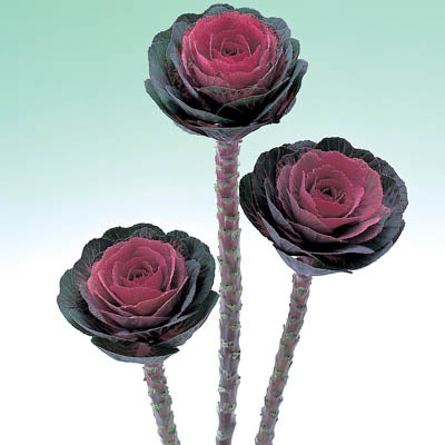 Ornamental Kale Cut Flower Collection Seed