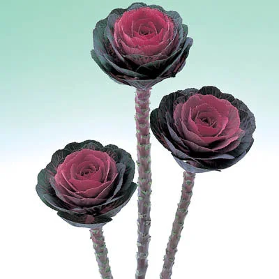 Ornamental Kale Crane Red F1 Seed
