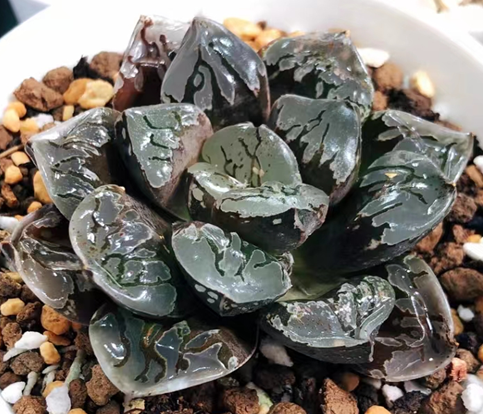plant Aeonium Echeveria Haworthia  Caudex  Lithops Cactus  Agave 