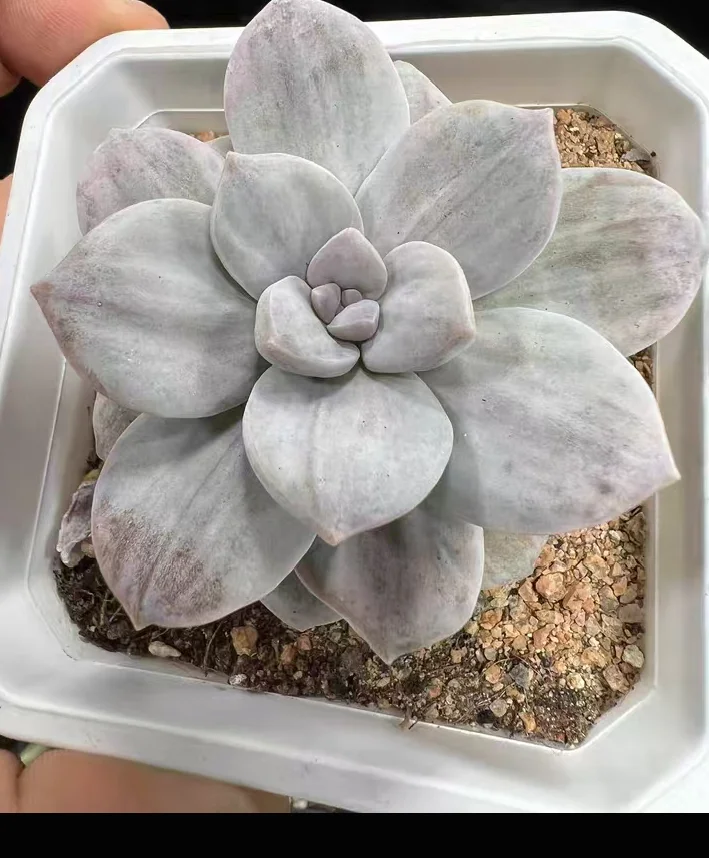 plant Aeonium Echeveria Haworthia  Caudex  Lithops Cactus  Agave 