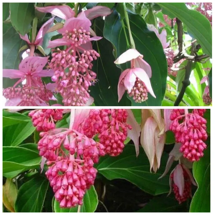 Royal Chandelier Magnifica Medinilla Starter Plant - Very Rare Well Rooted In Pot