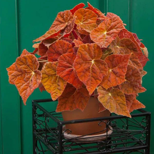 Orange Coleus Flower Seeds Jonyparkseed®