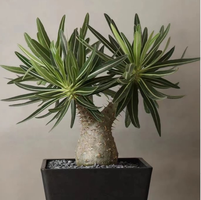 823.  Pachypodium rosulatum var. gracilius H.Perrier  0.6-1cm / Caudex  / Succulent plants / Garden landscape / Carefully select healthy plants