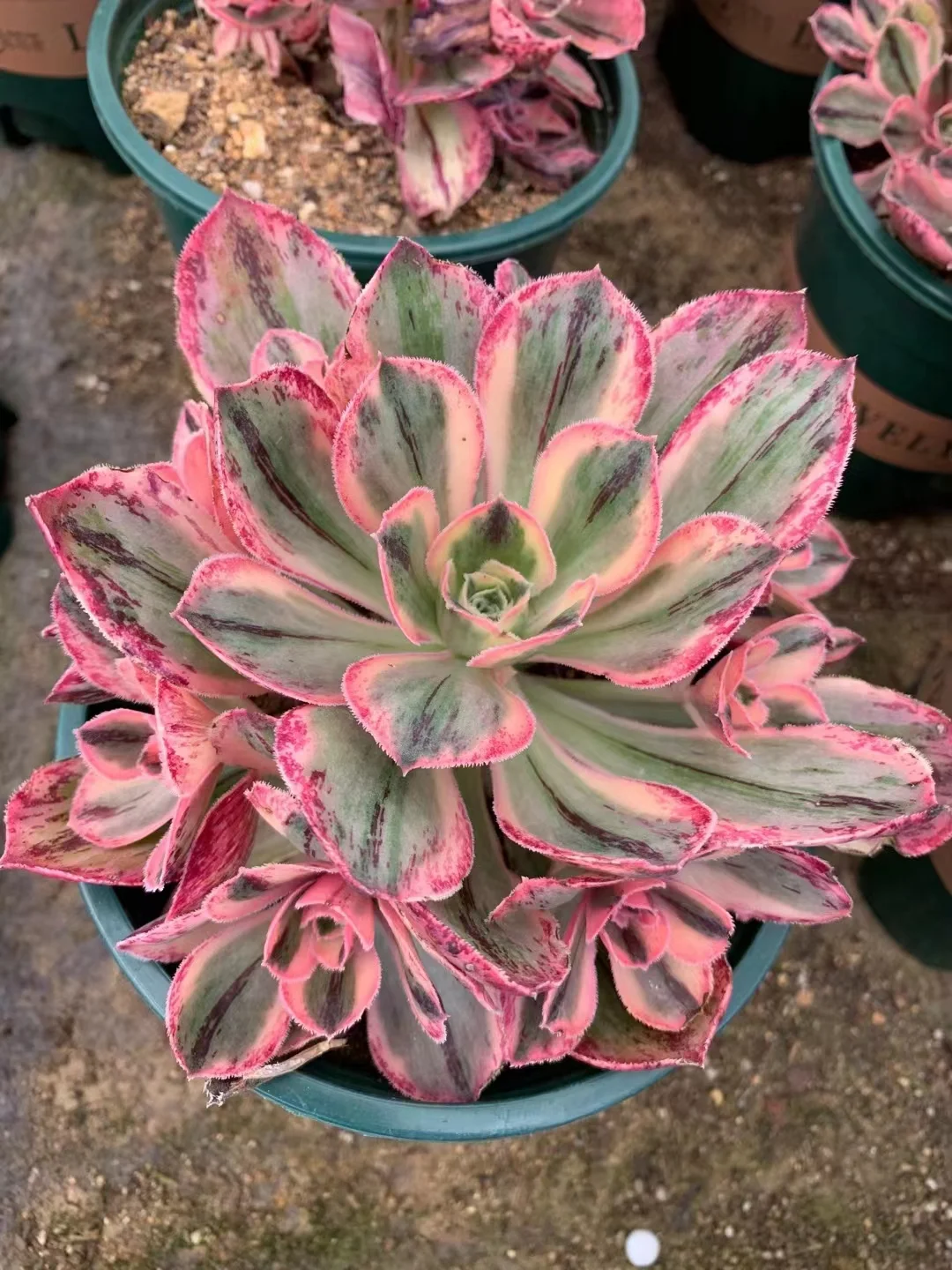 187. Marnierlapostolle variegated  cluster 12-15cm 8 heads / Aeonium / Succulent plants  / Garden landscape / Carefully select healthy plants