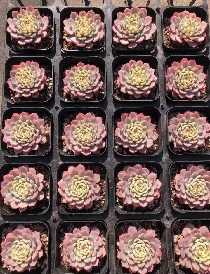 plant Aeonium Echeveria Haworthia  Caudex  Lithops Cactus  Agave 