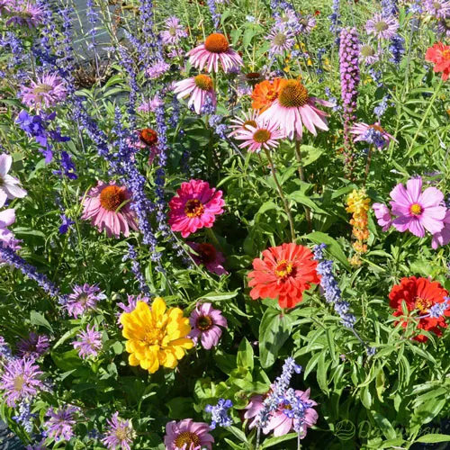 Mixed Perennial Flowers Seeds-Over 60 kinds mixed-Easy care