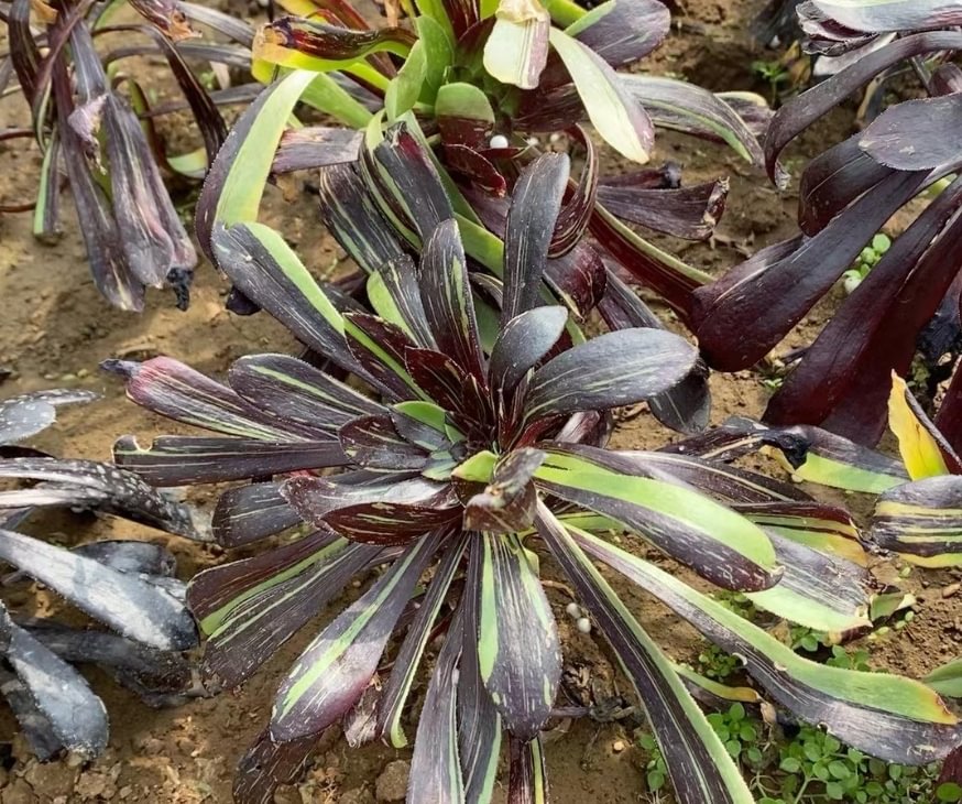 plant Aeonium Echeveria Haworthia  Caudex  Lithops Cactus  Agave 