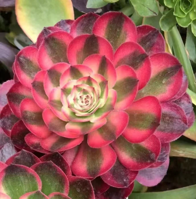 159. Halloween white brocade variation(Qing cheng) single head and cutting / Aeonium plants / Garden landscape / Carefully select healthy plants