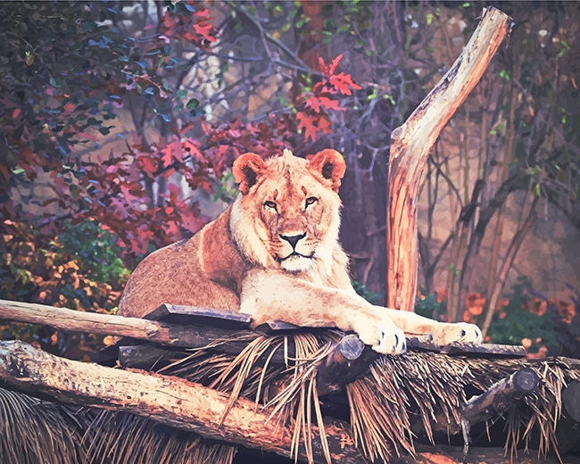 

Wildlife Lion – Paint By Numbers - 40*50CM, 501 Original