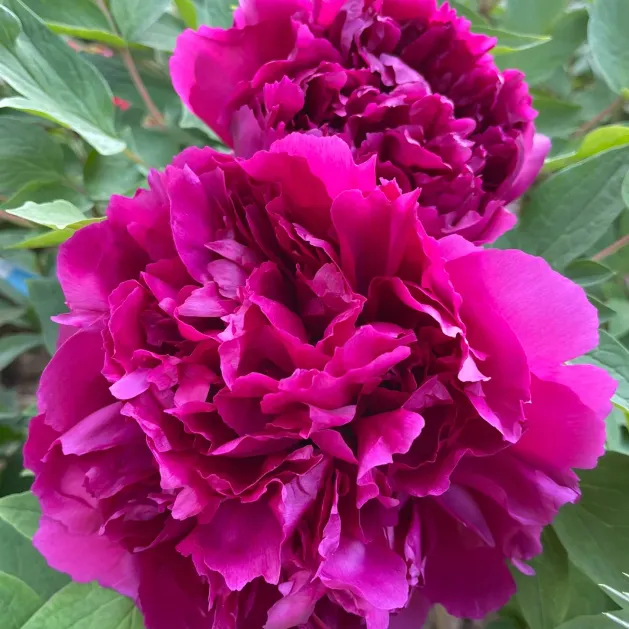 Green Peony Seeds – Symbol of luck and wealth