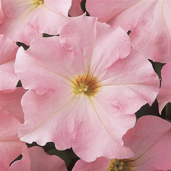 Appleblossom Petunia Seeds