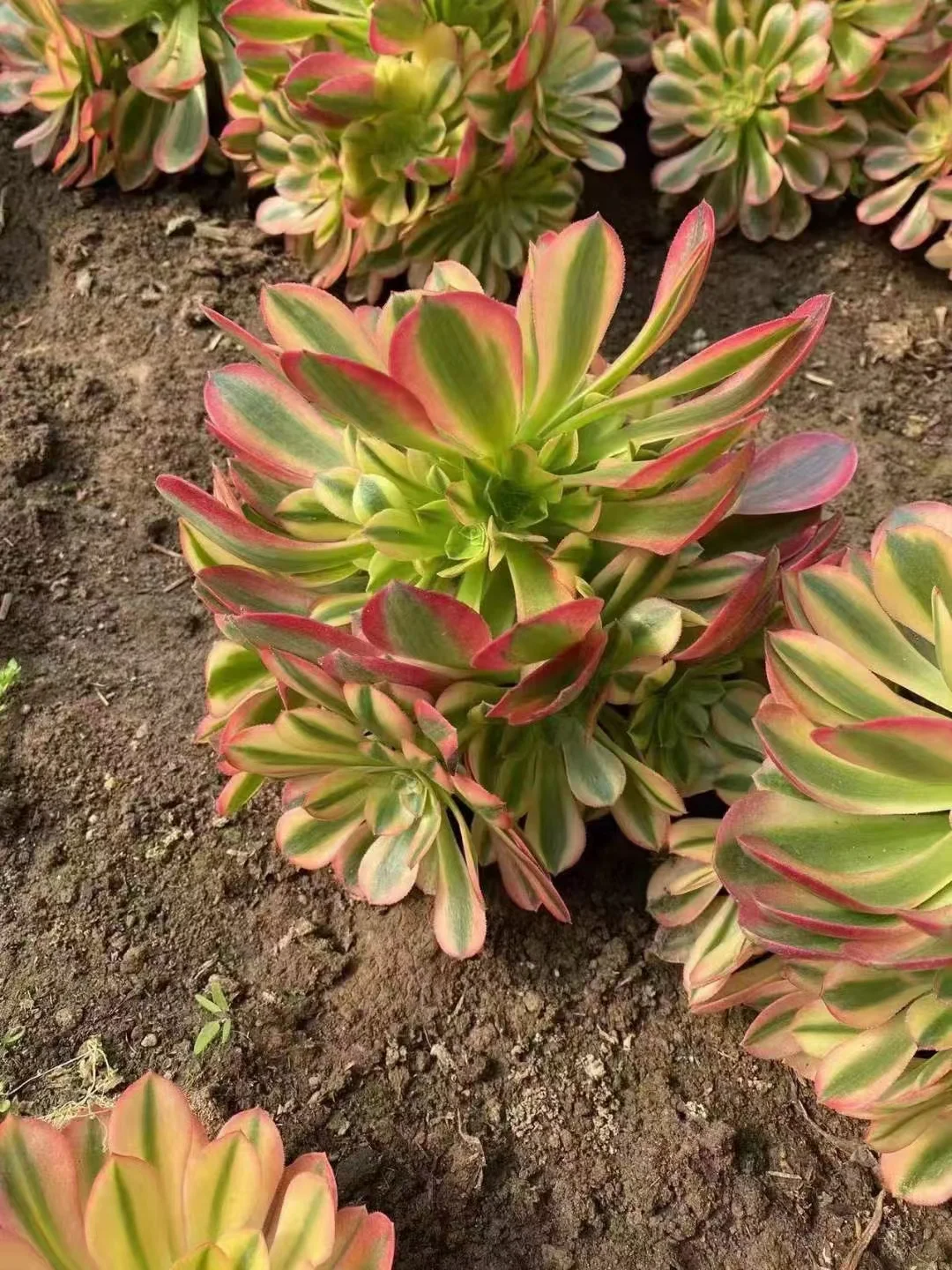 plant Aeonium Echeveria Haworthia  Caudex  Lithops Cactus  Agave 