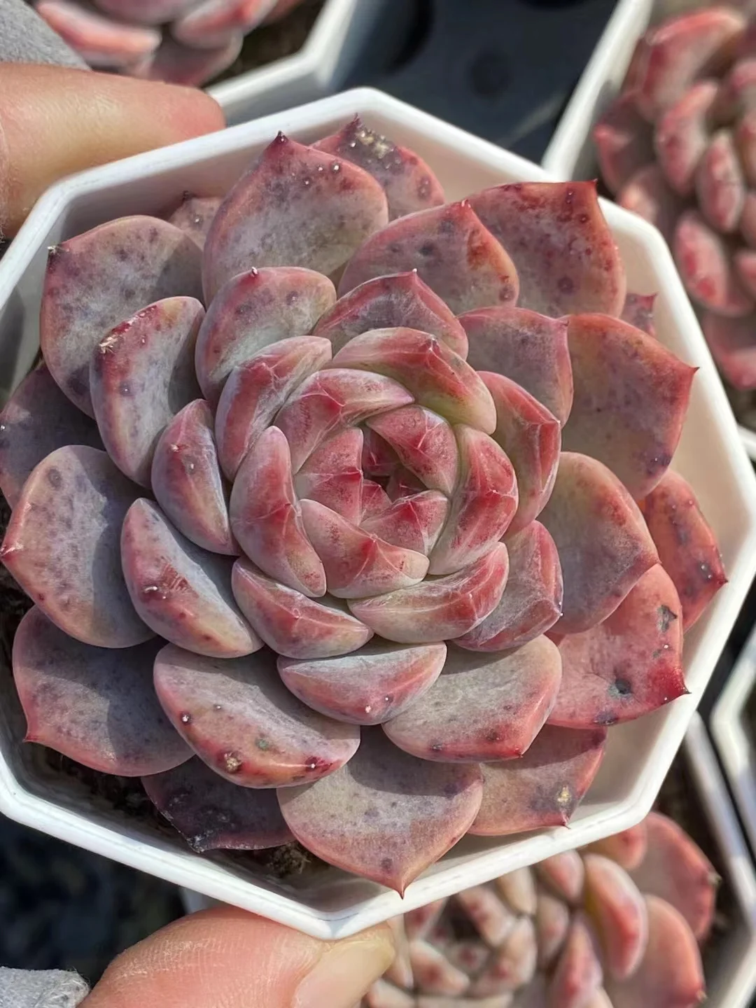 437.Echeveria Rock sugar. single head 4-5cm/ Echeveria / Succulent plants / Garden landscape / Carefully select healthy plants